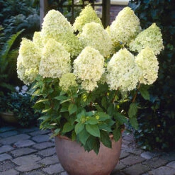 Best Seller 15 Hydrangea Paniculata 'Limelight'