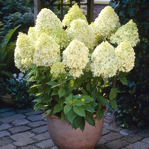 Hydrangea Paniculata 'Limelight' 3 Hydrangea Paniculata 'Limelight'