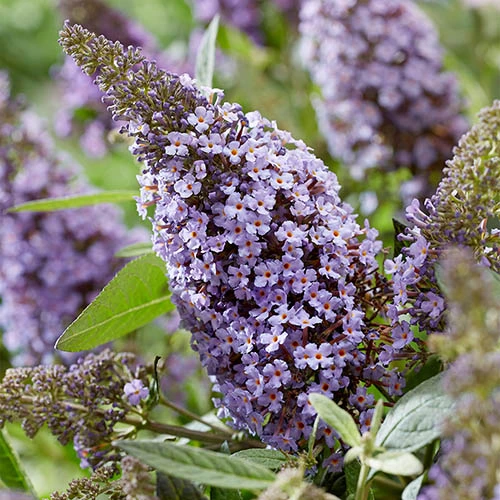 Buddleia Davidii 'Butterfly Candy' Collection 9cm X3 6 Buddleia Davidii 'Butterfly Candy' Collection 9cm X3 - Image 4