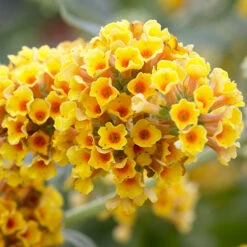 Buddleia 'Sungold' 9cm Pot X3