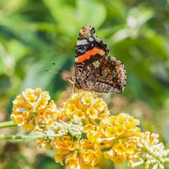 Buddleia 'Sungold' 9cm Pot X3 -OWL Plant Shop 511316 2