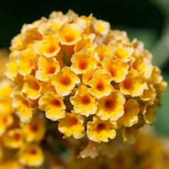 Buddleia 'Sungold' 9cm Pot X3 -OWL Plant Shop 511316 3