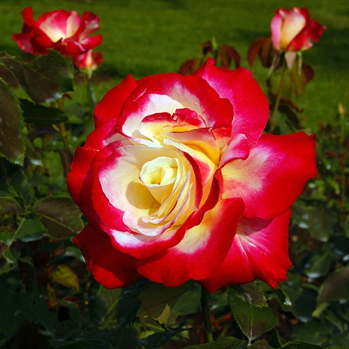 Rose 'Double Delight' 2 Rose 'Double Delight'