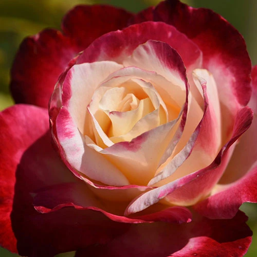 Rose 'Double Delight' 3 Rose 'Double Delight' - Image 2