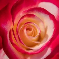 Rose 'Double Delight' 8 Rose 'Double Delight' -OWL Plant Shop 530001 3