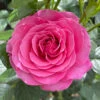 Rose 'Mum You Are One In A Million' 2 Rose 'Mum You Are One In A Million' -OWL Plant Shop 530006