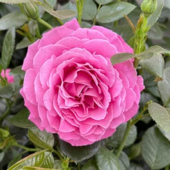 Rose 'Mum You Are One In A Million' 7 Rose 'Mum You Are One In A Million' -OWL Plant Shop 530006 1