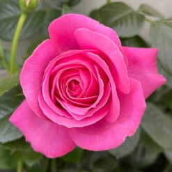 Rose 'Mum You Are One In A Million' 8 Rose 'Mum You Are One In A Million' -OWL Plant Shop 530006 2