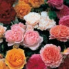 Classic 'Old English' Shrub Rose Collection 1 Classic 'Old English' Shrub Rose Collection -OWL Plant Shop 530022