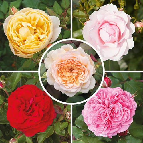 Classic 'Old English' Shrub Rose Collection 4 Classic 'Old English' Shrub Rose Collection - Image 2