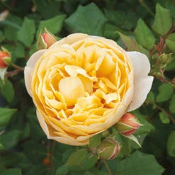 Classic 'Old English' Shrub Rose Collection 11 Classic 'Old English' Shrub Rose Collection -OWL Plant Shop 530022 2