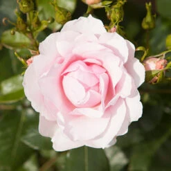 Classic 'Old English' Shrub Rose Collection 12 Classic 'Old English' Shrub Rose Collection -OWL Plant Shop 530022 3