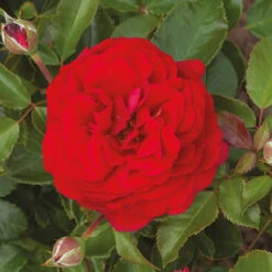 Classic 'Old English' Shrub Rose Collection 13 Classic 'Old English' Shrub Rose Collection -OWL Plant Shop 530022 4