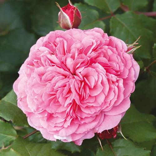 Classic 'Old English' Shrub Rose Collection 8 Classic 'Old English' Shrub Rose Collection - Image 6