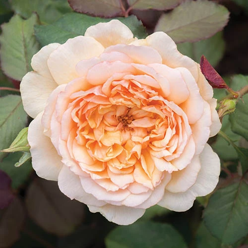 Classic 'Old English' Shrub Rose Collection 9 Classic 'Old English' Shrub Rose Collection - Image 7