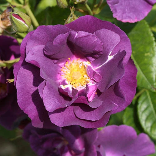 Rose 'Rhapsody In Blue' 3 Rose 'Rhapsody In Blue'