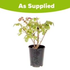 Rose 'Rhapsody In Blue' 10 Rose 'Rhapsody In Blue' -OWL Plant Shop 530182 3