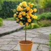 Patio Standard Rose 'Yellow' -OWL Plant Shop 530192