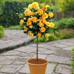 Patio Standard Rose 'Yellow'