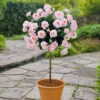 Patio Standard Rose 'Pink' 1 Patio Standard Rose 'Pink' -OWL Plant Shop 530193
