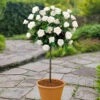 Patio Standard Rose 'White' 2 Patio Standard Rose 'White' -OWL Plant Shop 530194