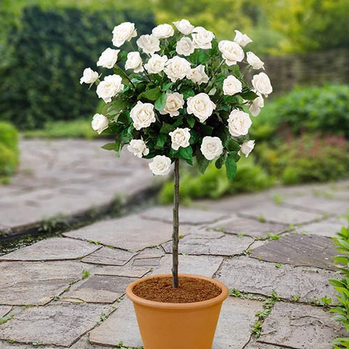 Patio Standard Rose 'White' 3 Patio Standard Rose 'White'