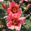 Rose Of The Year 2015 'For Your Eyes Only' 2 Rose Of The Year 2015 'For Your Eyes Only' -OWL Plant Shop 530200