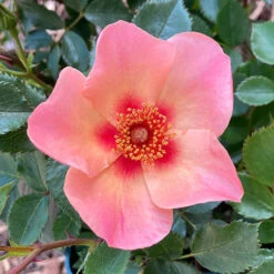 Rose Of The Year 2015 'For Your Eyes Only' 7 Rose Of The Year 2015 'For Your Eyes Only' -OWL Plant Shop 530200 2