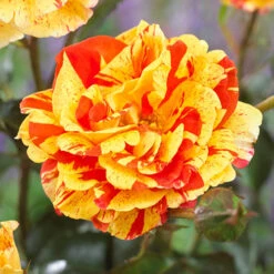 Rose 'Oranges And Lemons' Papagena