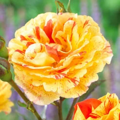 Rose 'Oranges And Lemons' Papagena 6 Rose 'Oranges And Lemons' Papagena -OWL Plant Shop 530249 1