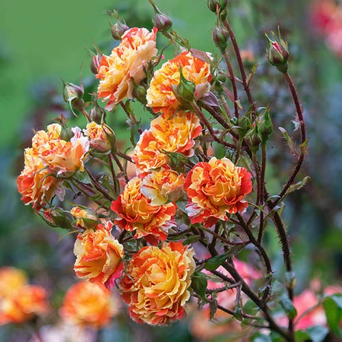 Rose 'Oranges And Lemons' Papagena 5 Rose 'Oranges And Lemons' Papagena - Image 3