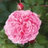 Old English Shrub Rose Pink 1 Old English Shrub Rose Pink -OWL Plant Shop 530267