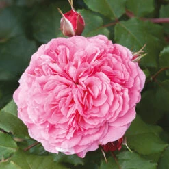 Old English Shrub Rose Pink
