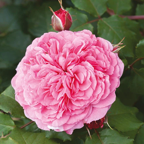 Old English Shrub Rose Pink 3 Old English Shrub Rose Pink