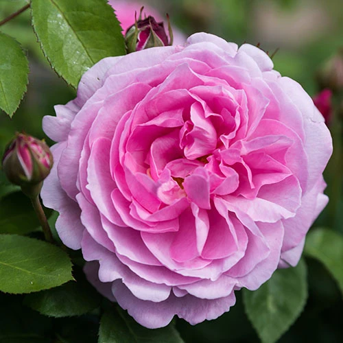 Old English Shrub Rose Pink 4 Old English Shrub Rose Pink - Image 2