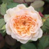 Old English Shrub Rose Apricot 1 Old English Shrub Rose Apricot -OWL Plant Shop 530268