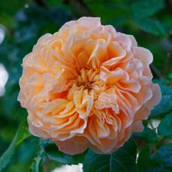 Old English Shrub Rose Apricot 5 Old English Shrub Rose Apricot -OWL Plant Shop 530268 1