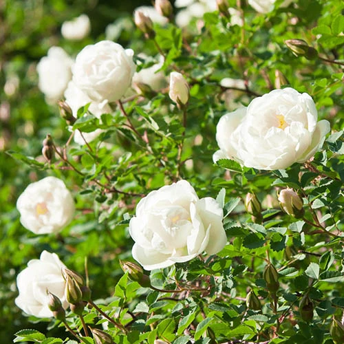 Blush White Old English Shrub Rose 4 Blush White Old English Shrub Rose - Image 2
