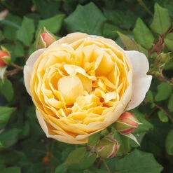Best Seller 17 Old English Shrub Rose Yellow