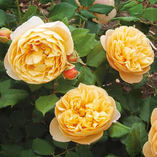 Old English Shrub Rose Yellow 4 Old English Shrub Rose Yellow - Image 2