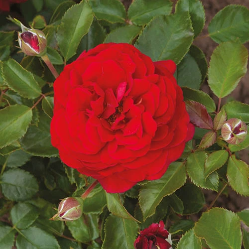 Old English Shrub Rose Red 3 Old English Shrub Rose Red