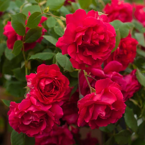Old English Shrub Rose Red 4 Old English Shrub Rose Red - Image 2