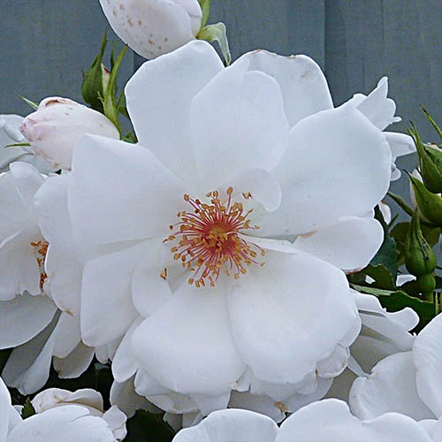 Rose 'Starlight Symphony' 4 Rose 'Starlight Symphony' - Image 2