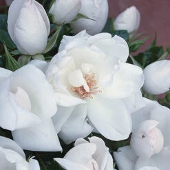 Rose 'Starlight Symphony' 8 Rose 'Starlight Symphony' -OWL Plant Shop 530344 2