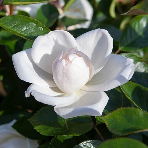 Rose 'Starlight Symphony' 6 Rose 'Starlight Symphony' - Image 4