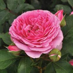 Rose 'Platinum Jubilee'