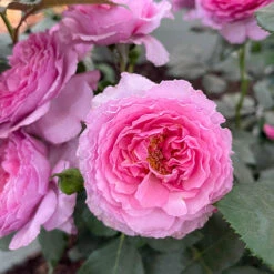 Rose 'Platinum Jubilee' 7 Rose 'Platinum Jubilee' -OWL Plant Shop 530717 2