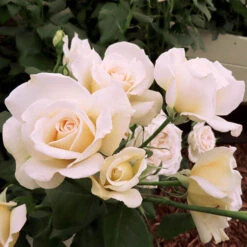 Rose 'Mary Berry' 8 Rose 'Mary Berry' -OWL Plant Shop 531000 2