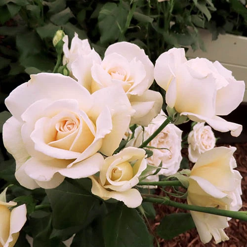 Rose 'Mary Berry' 5 Rose 'Mary Berry' - Image 3