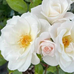 Rose Diamond 60th Wedding Anniversary